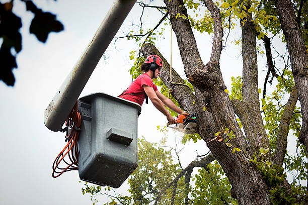 How Our Tree Care Process Works  in  Centre, AL