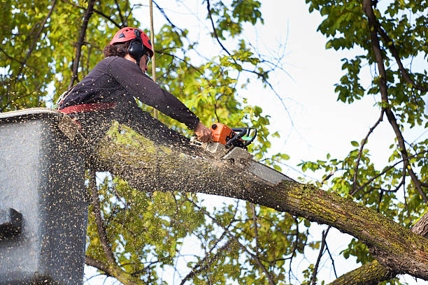 Trusted Centre, AL Tree Services Experts